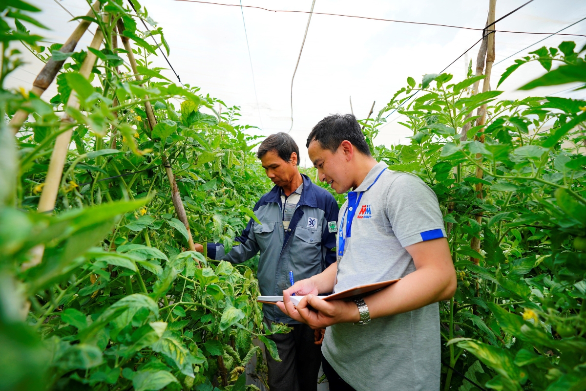 MMVN hỗ trợ nông dân trong việc sản xuất, cung cấp kiến thức và kỹ thuật trồng trọt.