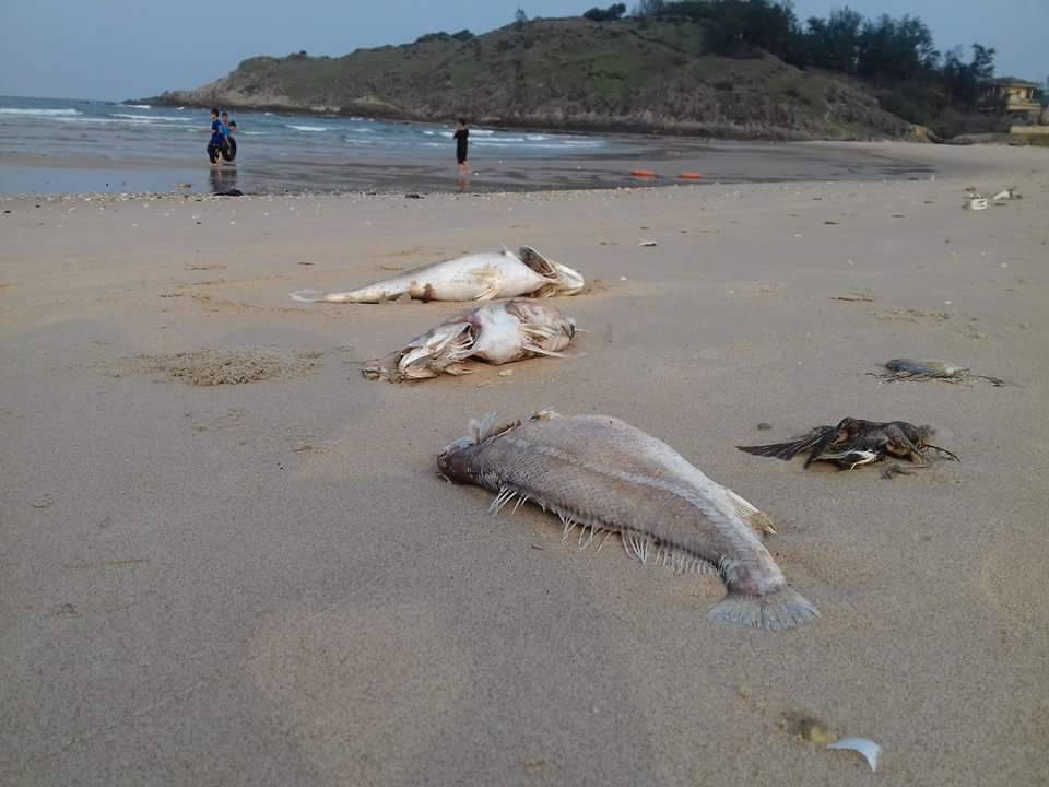 Ngư dân 4 tỉnh miền Trung đang gặp nhiều khó khăn sau sự cố môi trường do Formosa gây ra - Ảnh: VGP.<br>