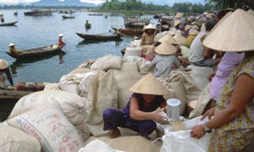 Yêu cầu tiêu thụ hết lúa hàng hóa cho nông dân