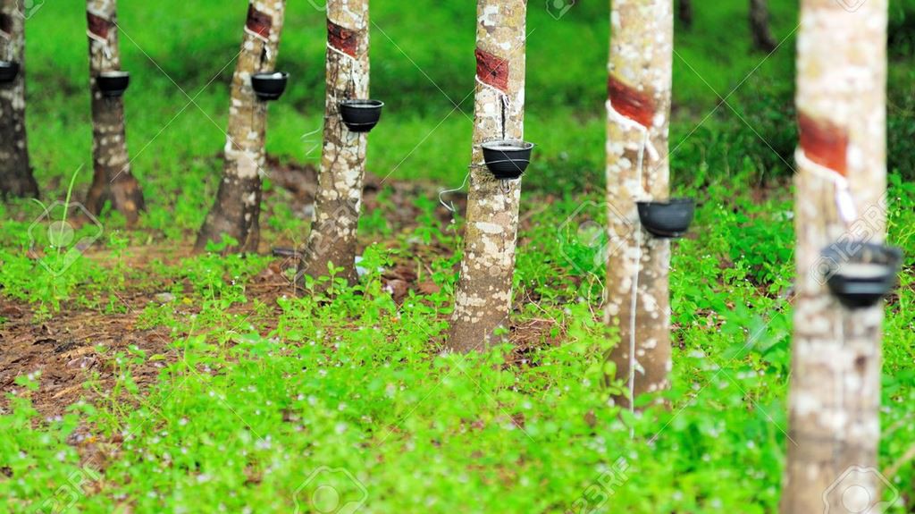 HAGL cho biết, tính tới thời điển hiện tại, công ty có 46.916 ha trồng cây cao su, trong đó, 20.049 ha được trồng tại Lào.