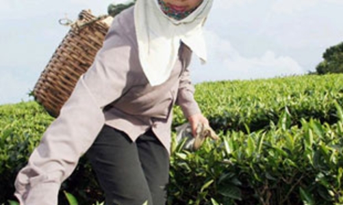 Xuất khẩu chè gặp khó vì khách hàng 