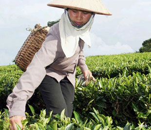 Hiện ở nhiều vùng chuyên canh, giá chè nguyên liệu hiện đã giảm tới 50% nhưng người dân vẫn không thể bán nổi.