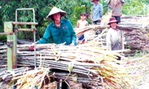 Người trồng mía ở ĐBSCL lỗ nặng!