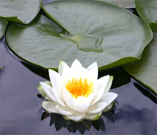 Trở về với chính niệm, hạnh phúc sẽ có mặt như không khí chưa từng bị mất đi, như gió vẫn thổi, thông vẫn reo, suối vẫn chảy và trăm sông tuôn về biển cả, bao đời vẫn thế.