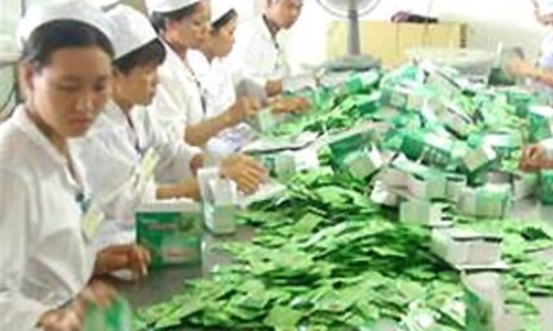 Sẽ thí điểm thành lập tập đoàn dược phẩm