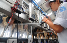 Mỗi ngày Vinamilk đang thu mua trên 370 tấn sữa.