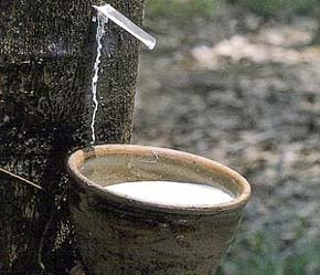 Nhiều công ty sản xuất săm lốp Trung Quốc có nhu cầu lớn về cao su thiên nhiên.