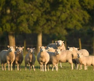 Trong vài năm qua, có tới 15 tỷ USD tiền trợ cấp của Chính phủ Mỹ đã bị sử dụng một cách lãng phí hoặc bị lạm dụng.