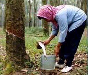 Mưa lớn đang xảy ra tại Thái Lan và Malaysia, hai nước sản xuất, xuất khẩu cao su thiên nhiên lớn nhất và thứ ba thế giới.