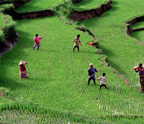 Trong năm 2007, Trung Quốc sẽ chi 2,6 tỷ USD cho công tác dồn điền đổi thửa.