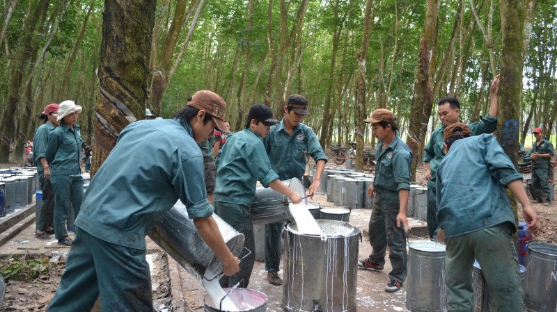 Dự kiến, công ty Cao su Đồng Phú sẽ tiến hành họp Đại hội cổ đông thường niên năm 2018 vào ngày 21/6.