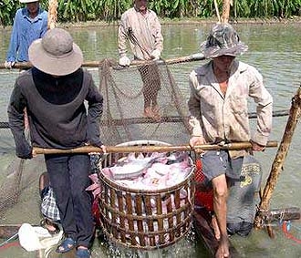 Riêng trong tháng 6, dư nợ cho vay sản xuất, chế biến và tiêu thụ cá tra, ba sa đã tăng 12% để hỗ trợ người dân và doanh nghiệp.