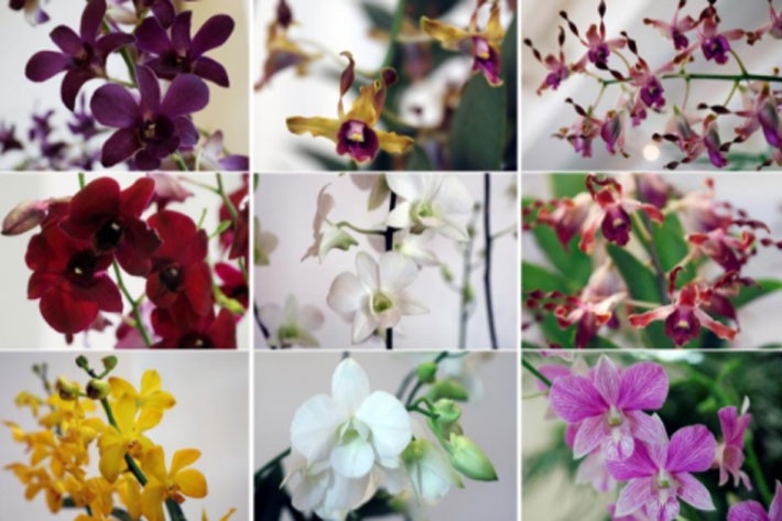 Liệu Singapore có áp dụng “ngoại giao phong lan” với thượng đỉnh Mỹ-Triều? - Ảnh 1.