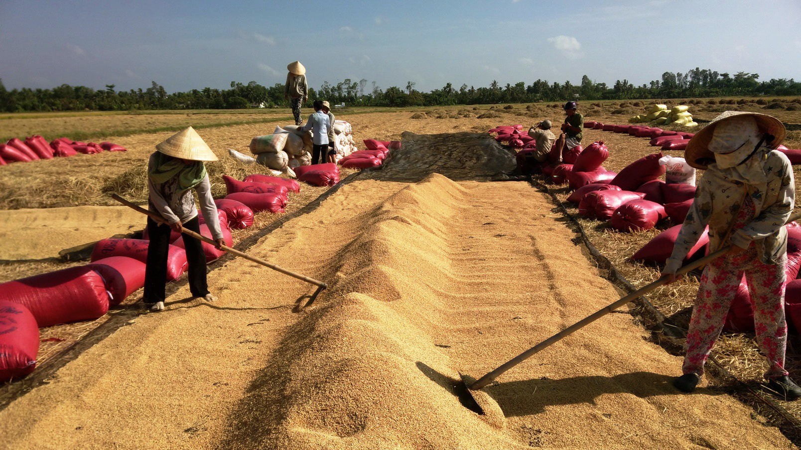 Kể từ năm 2015 đến nay, xuất khẩu gạo mới lập lại kỳ tích cán mốc 6 triệu tấn.
