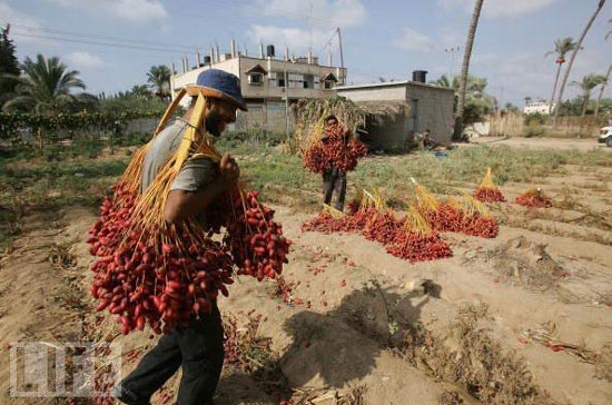 Cay đắng nghề hái quả - Ảnh minh họa: Life.