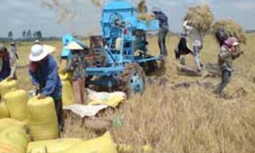 Hỗ trợ 100% lãi suất thu mua lúa gạo tạm trữ