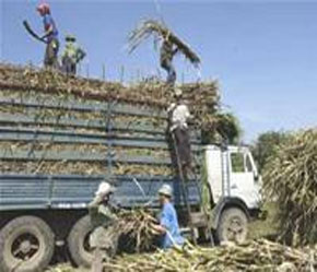 Bộ Thương mại dự báo, giá đường có thể sẽ tiếp tục giảm nhẹ trong thời gian tới do nguồn cung khá dồi dào.