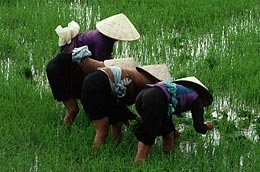 Hàng năm, Việt Nam xuất khẩu lượng gạo trị giá khoảng 2,9 tỷ USD, nhưng cây lúa của Việt Nam đang chịu sự đe dọa ngày càng tăng của biến đổi khí hậu.