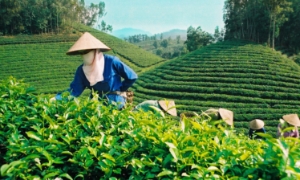 Xuất khẩu chè: Tái cơ cấu thị trường, hướng vào sản phẩm cao cấp