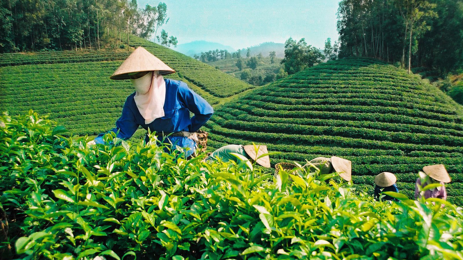 Pakistan hiện là thị trường lớn nhất của chè Việt Nam.