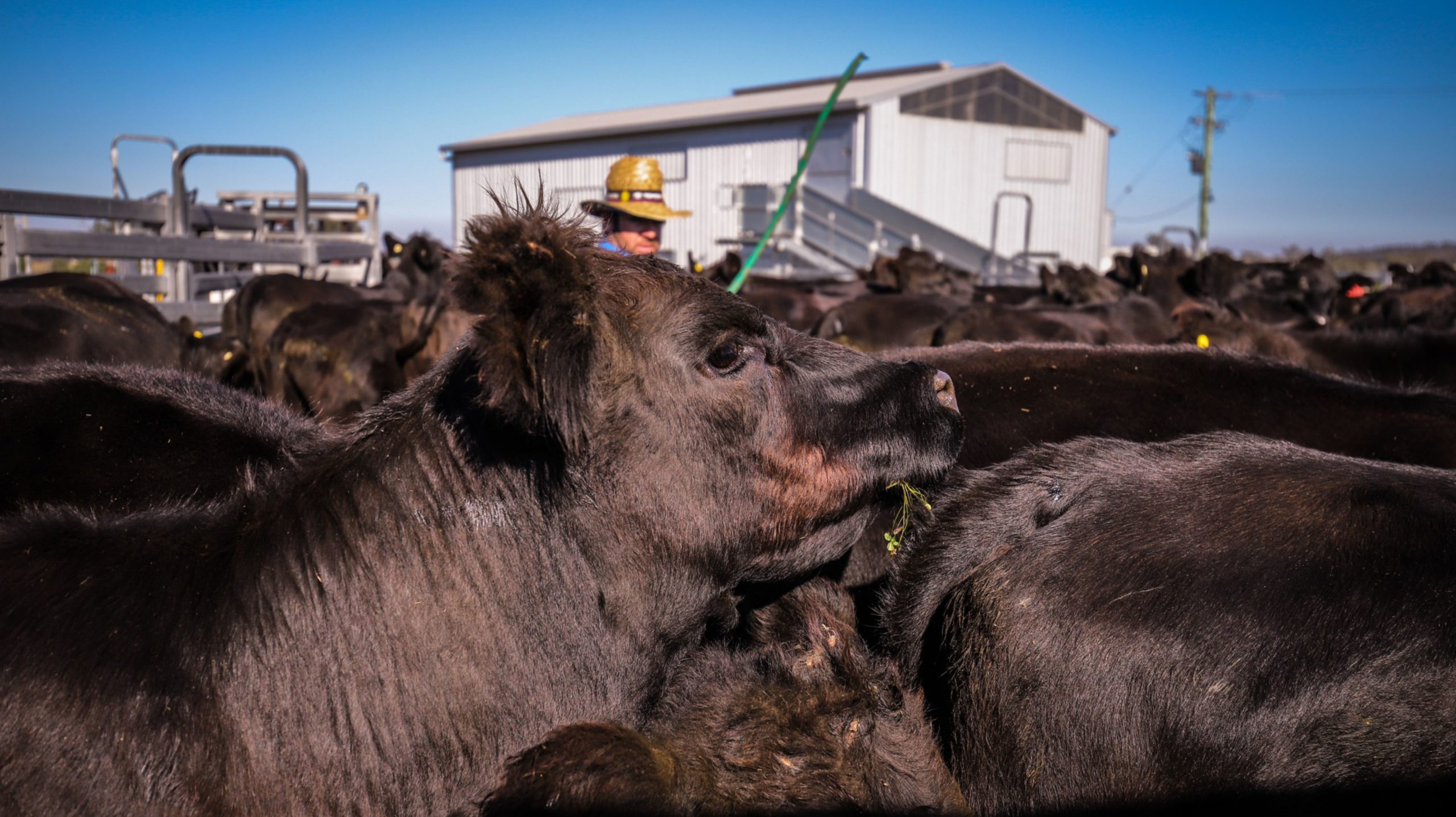 Khác với bò Mỹ, bò Úc chủ yếu ăn cỏ thay vì ngũ cốc. Do đó, biến đổi khí hậu có thể gây thêm áp lực đối với việc tái đàn nhanh chóng - Ảnh: Bloomberg