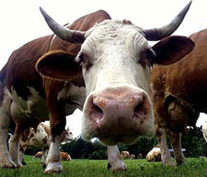 Người sử dụng các sản phẩm từ bò điên có thể sẽ mắc phải bệnh viêm não thể xốp.