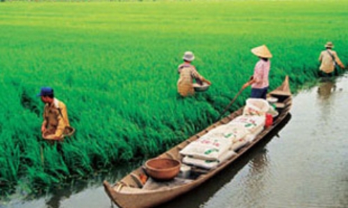 Bảo hiểm nông nghiệp loay hoay tìm đường