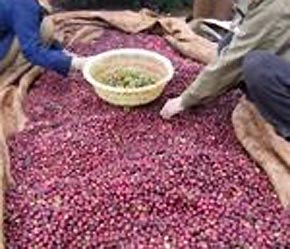 Cà phê xuất khẩu sẽ được áp dụng tiêu chuẩn mới để nâng tầm chất lượng.