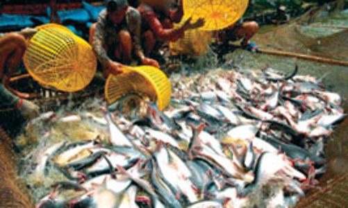 WWF Việt Nam sẽ tham gia giải quyết vấn đề cá tra 