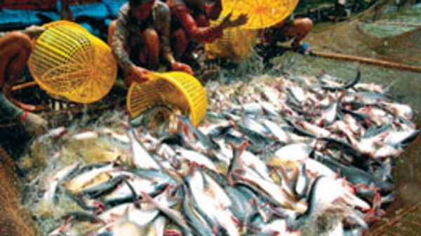 WWF Việt Nam sẽ tham gia giải quyết vấn đề cá tra 