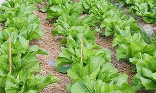 Xuất khẩu rau quả: 