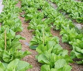 Sản lượng rau quả xuất khẩu của Việt Nam còn quá thấp so với nhu cầu nhập khẩu của các nước.