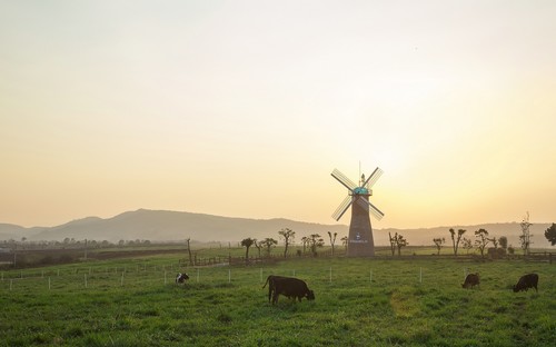 Các cô bò được chăn thả tự do trên trang trại 76.2 hecta.