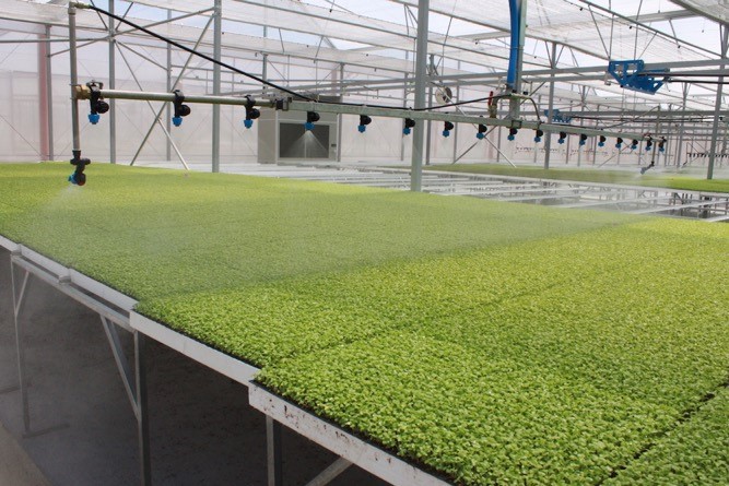 Chuyện phía sau bước tăng trưởng thần tốc của VinMart và VinMart  - Ảnh 3.