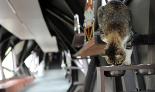 Làng du lịch sống nhờ mèo ở Đài Loan