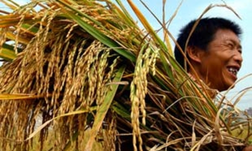 “Vị đắng” lúa hè - thu