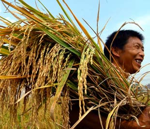 Hạ giá sàn gạo xuất khẩu để khơi dòng cho lúa hè-thu giúp nông dân bán được lúa hay tiếp tục giữ giá sàn? Đây là bài toán chưa có lời giải dành cho những người hoạch định chiến lược xuất khẩu gạo. 