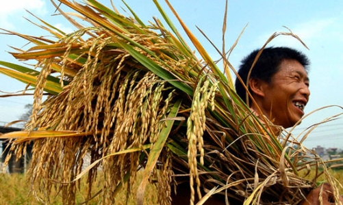 Philippines sẽ ngừng nhập khẩu gạo trong 3 năm tới