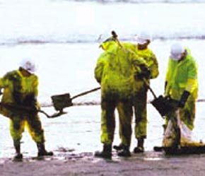 Tổng lượng dầu thu gom (chưa đầy đủ) tại các địa phương đã lên đến 2.071,3 tấn, trong đó đã xử lý được 1.904,8 tấn.