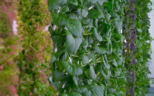 Plenty trồng cây trên các cột cao hơn 9m - Ảnh: Tech Crunch.<br>