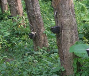 Hai tuần qua, thời tiết thuận lợi hơn tại các vùng trồng cao su ở Thái Lan và Malaysia, tạo điều kiện tốt cho việc lấy mủ cao su.