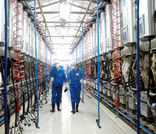 Hệ thống máy vắt sữa tự động của Vinamilk.