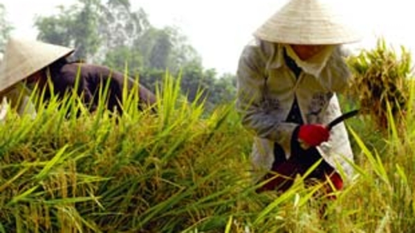 “Ngừng ký hợp đồng xuất khẩu còn nguy hại hơn ngừng xuất khẩu!”