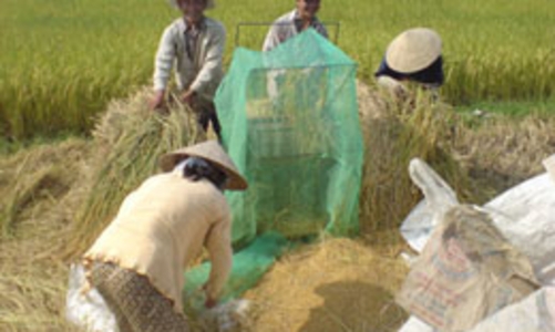 Sản lượng lúa và xuất khẩu gạo tiếp tục lập kỷ lục 