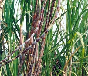 Theo ông Đoàn Đình Thiêm, đối với nợ của các doanh nghiệp mía - đường, phải trình Thủ tướng có cơ chế đặc thù, để giúp các doanh nghiệp có điều kiện cổ phần hoá.