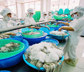 Trong 6 tháng vừa qua, vẫn có 33 lô hàng thủy sản Việt Nam bị cảnh báo dư lượng chất Chloramphenicol.