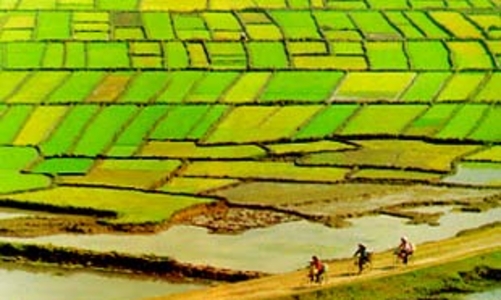 Tích tụ ruộng đất theo hướng nào?