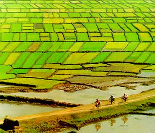 Hiện nay, nước ta có tổng diện tích đất nông nghiệp - không bao gồm đất lâm nghiệp - là hơn 10 triệu ha, với khoảng 70 triệu thửa đất và gần 14 triệu hộ nông dân - Nguồn ảnh: Agro Info.