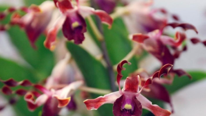 Loài hoa phong lan được đặt tên gần đây nhất ở Singapore là Dendrobium Narendra Modi, đánh dấu chuyến thăm chính thức của Thủ tướng Ấn Độ Narendra Modi - Ảnh: Reuters.