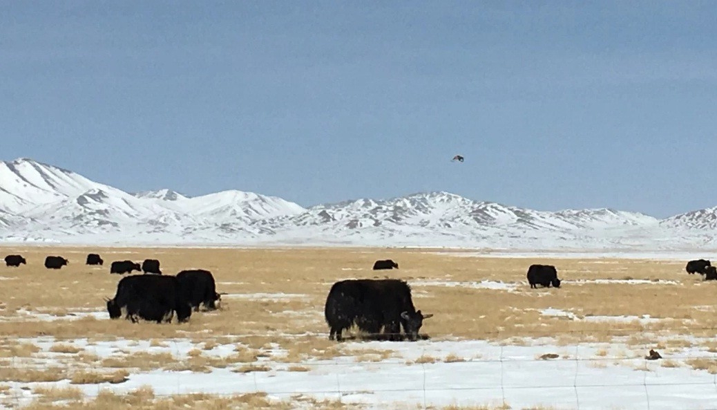 Tiến sĩ, thạc sĩ Trung Quốc đua nhau về quê làm nông nghiệp sạch - Ảnh 3.